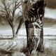 Image for article titled 27 Photos Of Barenaked Trees